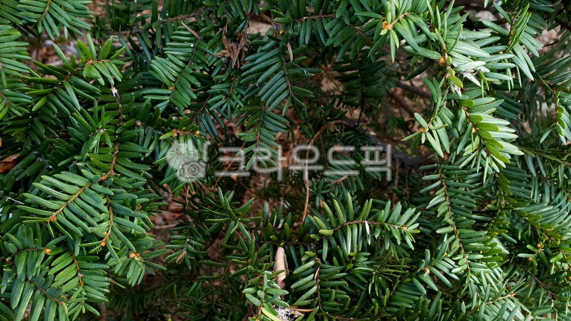 spreadingyew,forest,pattern,inrest,feel,branch,trees,leaves,plants,design,woody plants,taxus,nature,texture,tree,yew,taxuscuspidata,leaf,evergreen,foliage,japaneseew,softwood,wild,conifer