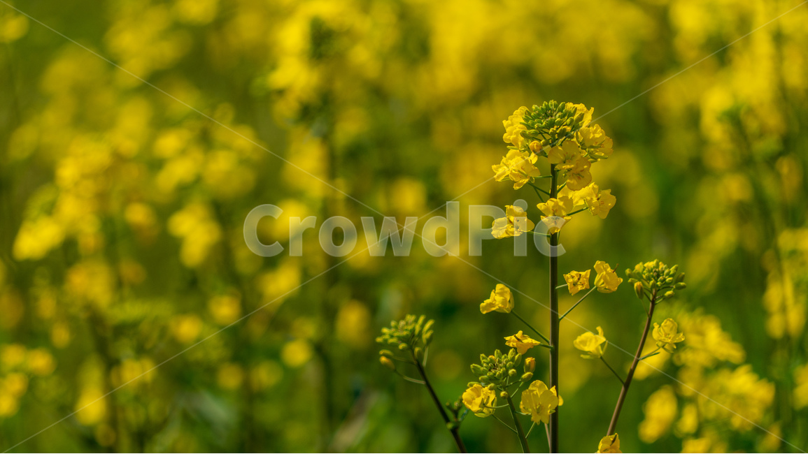유채꽃,온천천,꽃,노랑,자연,풍경,봄,계절,spring,season,식물,자연,plants,nature,꽃,flower,blossom,plant