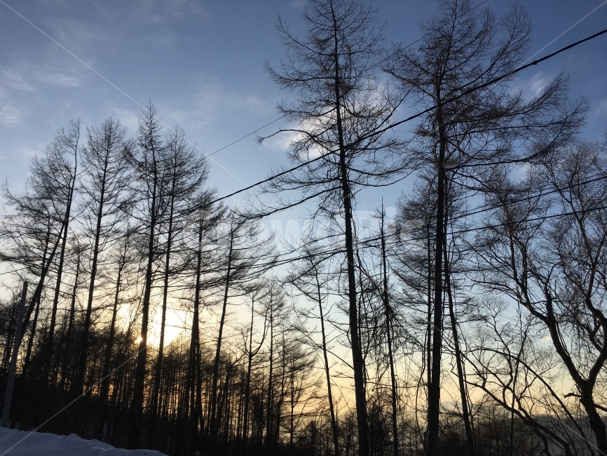 평창,강릉,육백마지기,경치,자연,겨울,계절,winter,season,자연,풍경,nature,landscape,한국자연풍경,한국자연경관,korea nature landscape,tree,나무,plant,식물,abies,아비,fir,전나무,conifer,구과 식물