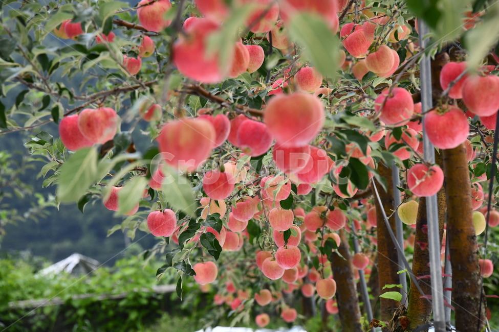 사과,과수원,과일,apple,plant,food,식품,fruit,식물,과일,열매,fruit
