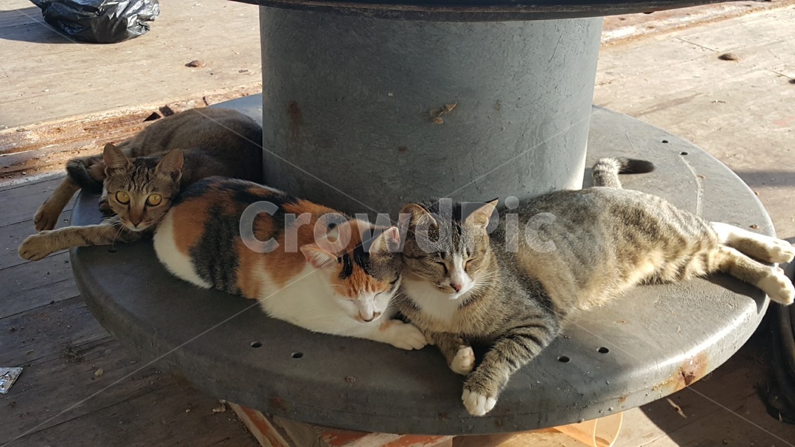 고양이,동물,휴식,여유,낮잠