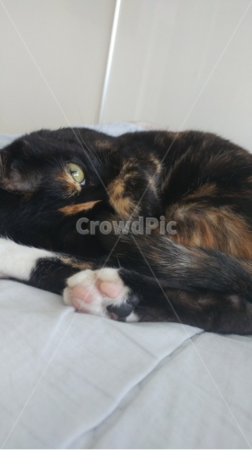 핑크색발바닥,코숏,고양이,카리스마고양이,cat