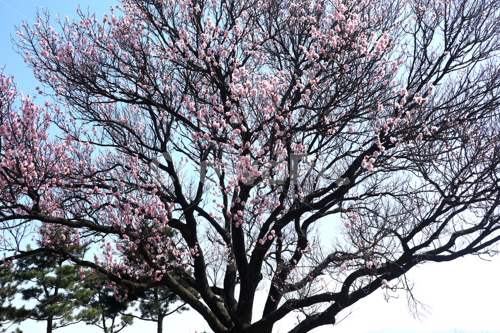 벚꽃,벚나무,봄,blossom,꽃