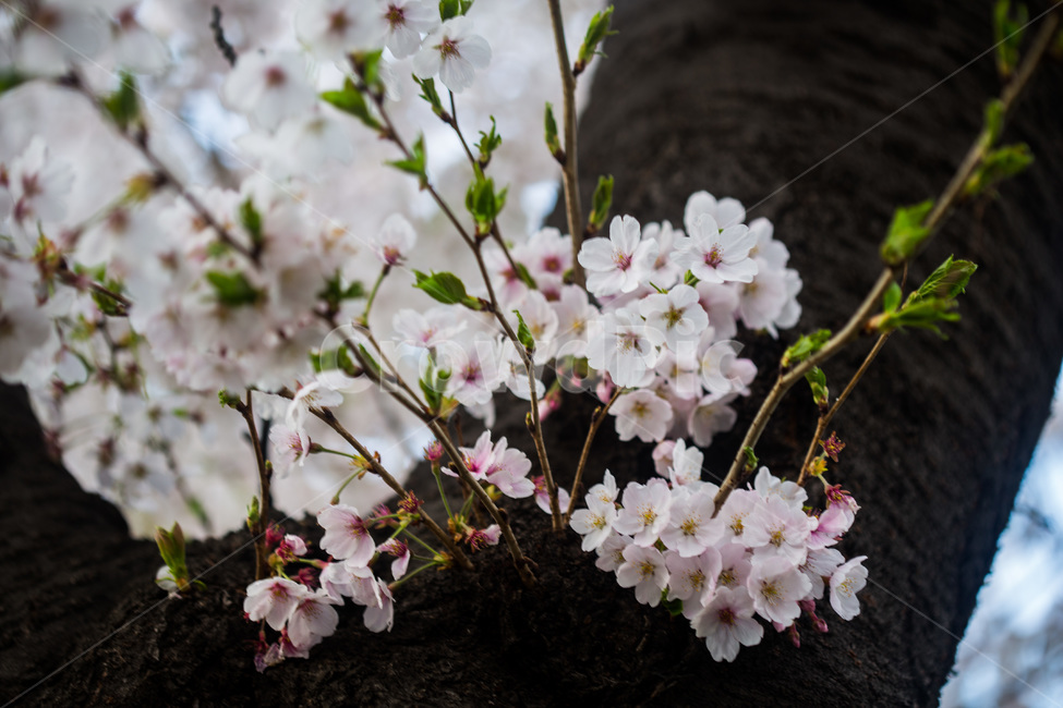 spring,cherryblossoms,pink,warm,벚꽃,분홍색,핑크색,봄,따듯함,plant,blossom,flower,꽃