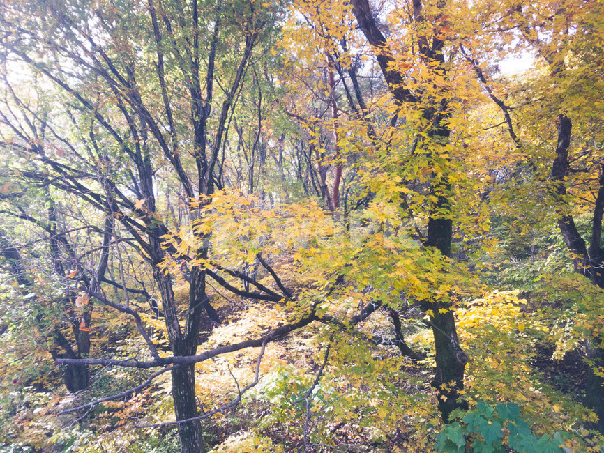 가을,단풍,낙엽,나무,노랑,가을,계절,fall,autumn,season,tree,plant,식물,tree trunk,나무 줄기