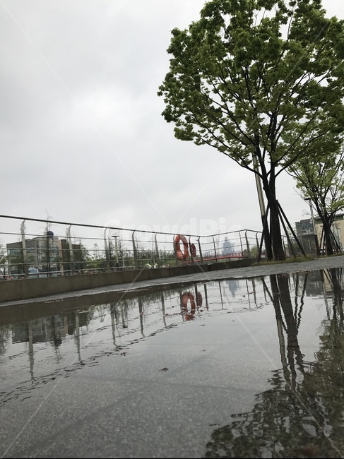 봄비,반영,나무,흐림,물웅덩이,반사,거울,봄,계절,spring,season,식물,자연,plants,nature,나무,trees,wood,비,비오는날,rain,rainy,tree,plant