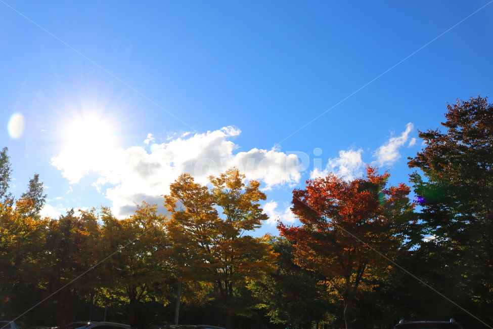 나무,단풍,식물,자연,풍경,가을,느티나무,하늘,가을,계절,fall,autumn,season,자연,풍경,nature,landscape,tree,plant