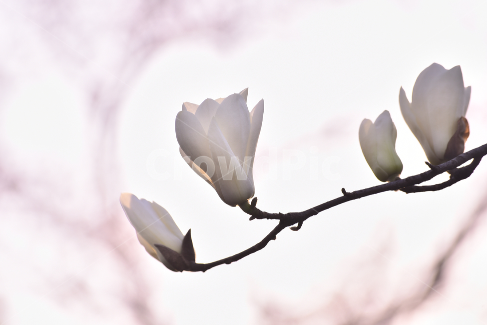 macro,close up,white flower,blossom,Spring background,magnolia flower,spring flowers,outdoor,magnolia,petal,outdoors,background,affix,plant,season,tree flower