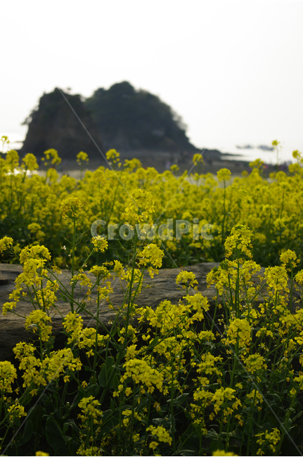 유채,식물,flower,plants,nature,꽃,꽃밭,color,섬,자연,풍경,nature,landscape,한국자연풍경,한국자연경관,korea nature landscape,식물,plants,꽃,flower,grassland,목초지,outdoors,옥외,field,들