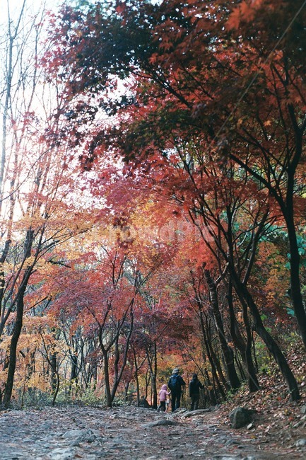 산정호수,명성산,가을,단풍,풍경,가을,계절,fall,autumn,season,자연,풍경,nature,landscape,tree,나무,plant,식물,maple