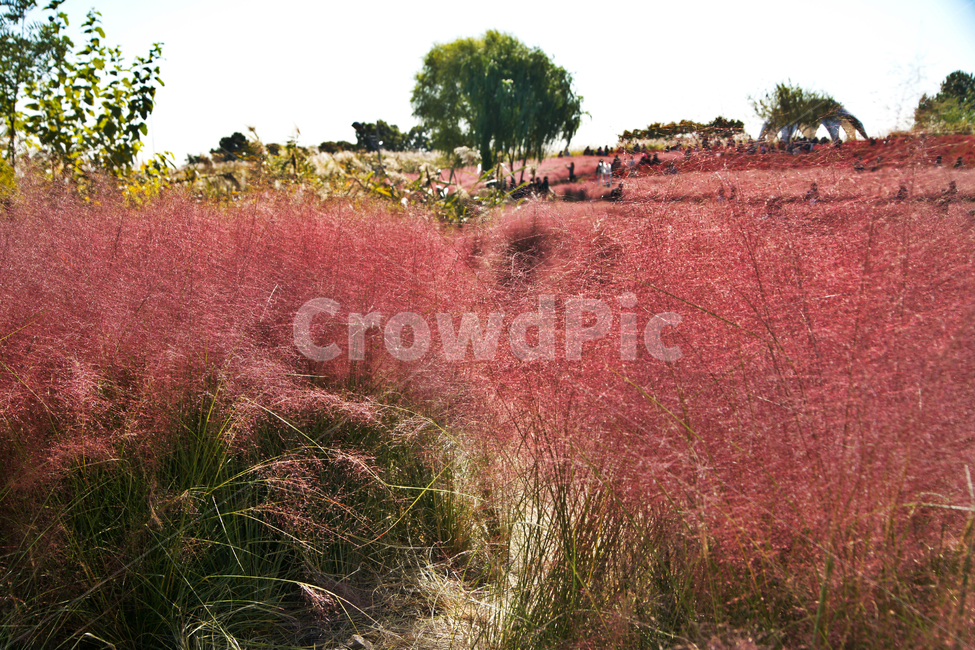핑크뮬리,pinkmuhly,쥐꼬리새류,여러해살이풀,분홍억새,헤어리온뮬리,걸프뮬리,정원식물,가을,계절,fall,autumn,season,nature,자연,tree,나무,plant,식물,outdoors,옥외