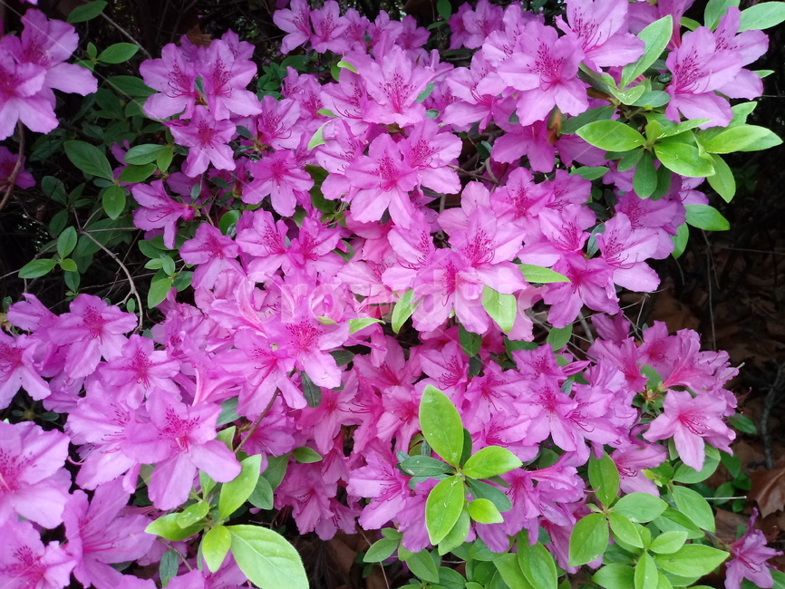 철쭉,smilerosebay,진달래과,식물,봄꽃,개꽃나무,springseasonflower,척촉화,낙엽관목,관상용