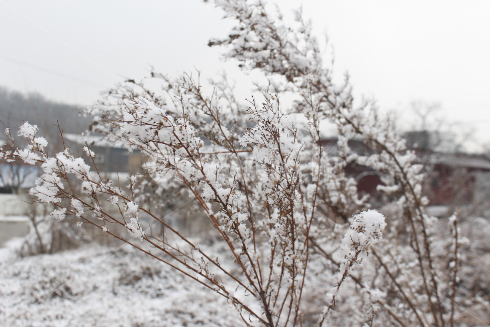 겨울,눈,winter,snow,white,추운,계절,날씨,차가운,나무,겨울,계절,winter,season