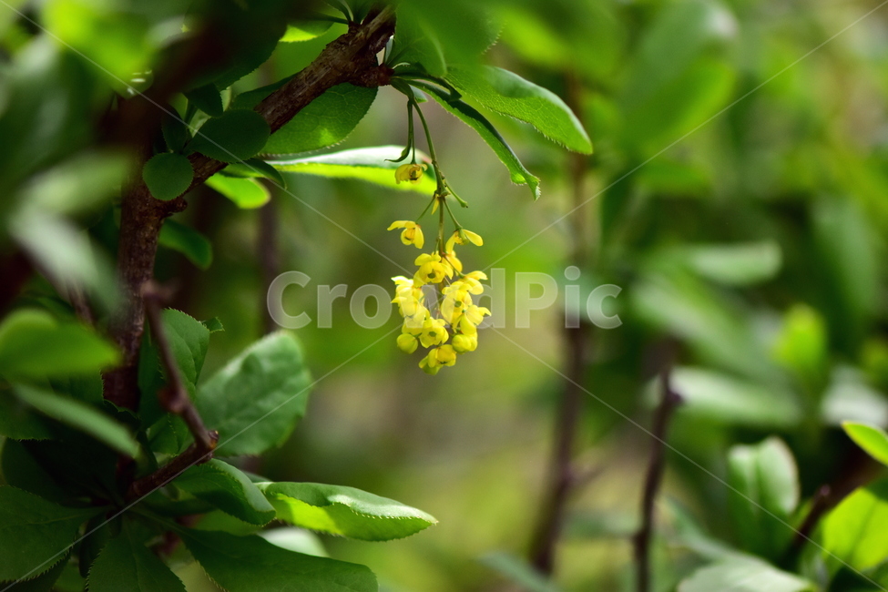 매발톱나무,야생화,꽃,식물,자연,생태,플라워,wildflower,flower,plants,nature,season,감성,느낌,emotion,feeling,나무,tree