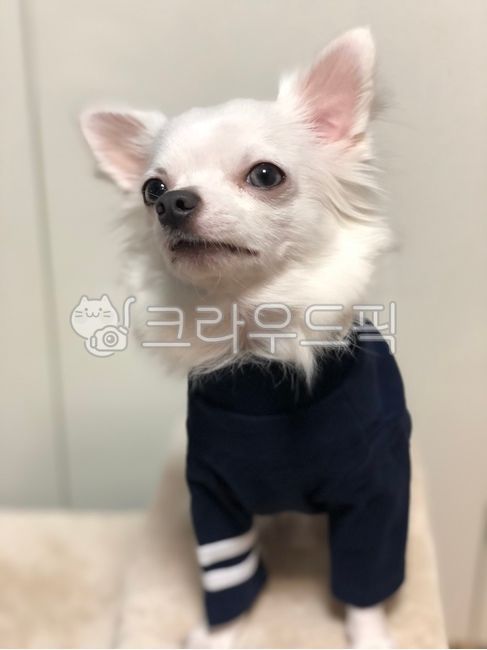 강아지,치와와,반려동물,반려견,개,하얀강아지,화이트치와와,애견,귀여운강아지,예쁜강아지,귀여운,동물,animal,포유류,mammal,개,강아지,dog,doggy