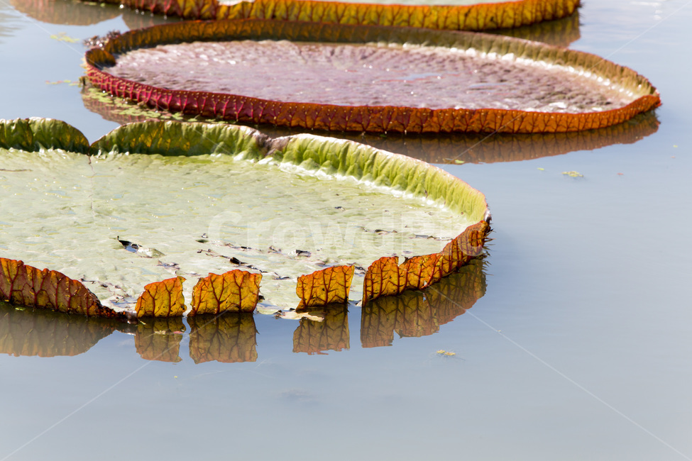 반영,가시연꽃,습지,문양,연못,무늬,식물,자연,plants,nature