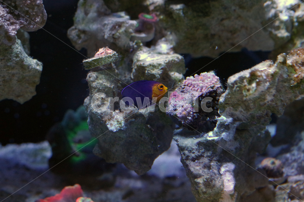 해수어,열대어,산호,해수어항,앤젤피쉬,reeftank,reef,ornamentalfish,angelfish,동물,animal,어류,물고기,fish