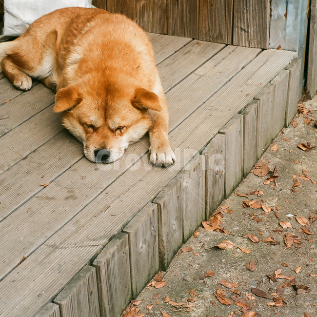개,강아지,동물,포유류,반려견,멍멍이,애견,애완동물,반려동물,animal,dog,doggy,puppy,pet,잠,낮잠,오후,졸음,나른함,피곤함,피로,휴식,힐링,rest,relaxation,healing,sleepy,감성,감성사진,빈티지,아날로그,필름,필름사진,필름카메라,film,filmcamera,sensible,feeling,동물,animal,포유류,mammal,개,강아지,dog,doggy
