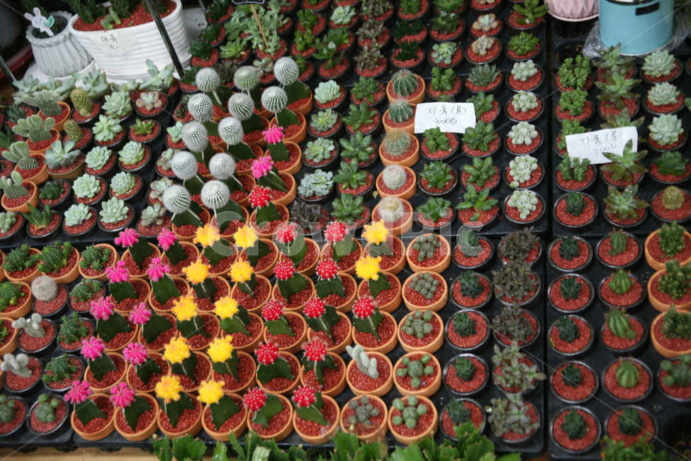 다육이,꽃,선인장,색깔,작은꽃,실내용화초,화분,화초,house plant