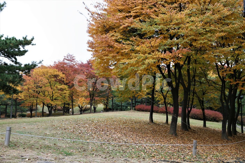 서울단풍명소,송파구단풍명소,가을,단풍,올림픽공원,가을,계절,fall,autumn,season,tree,나무,plant,식물,tree trunk,나무 줄기