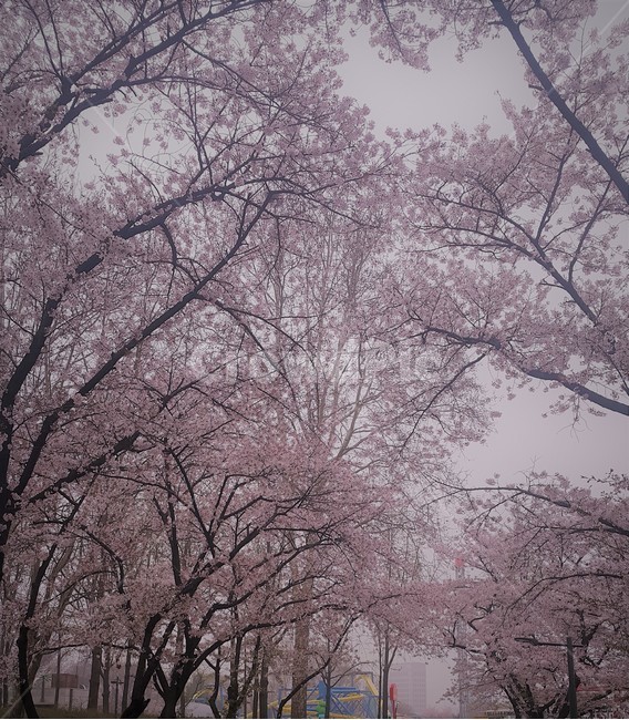 벚꽃,벚꽃나무,길,봄,피어나다,축제,이쁜,분홍빛,가로수,cherryblossoms,cherryblossomstree,road,spring,Cometolife,canival,pretty,pinklight,pink,봄,계절,spring,season,자연,풍경,nature,landscape,plant,식물