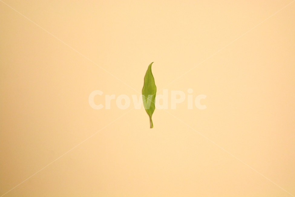 나뭇잎,leaf,자연,나무,초록,식물,자연,plants,nature