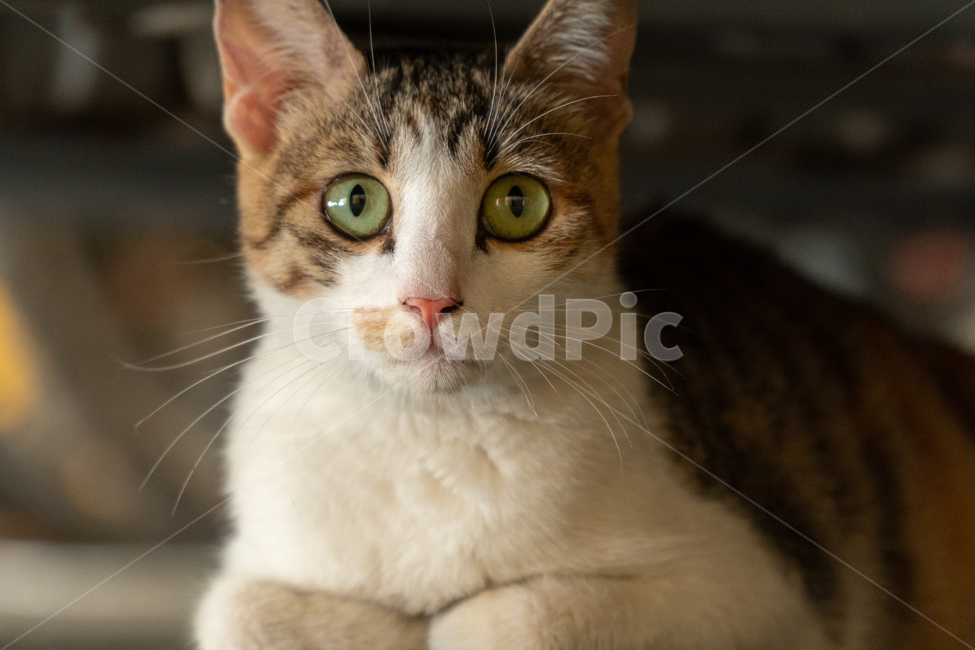 고양이,길고양이,길냥이,삼색고양이,동물,귀여운동물,cat,cats,straycat,feralcat,동물,animal,포유류,mammal,고양이,cat,kitten,kitty