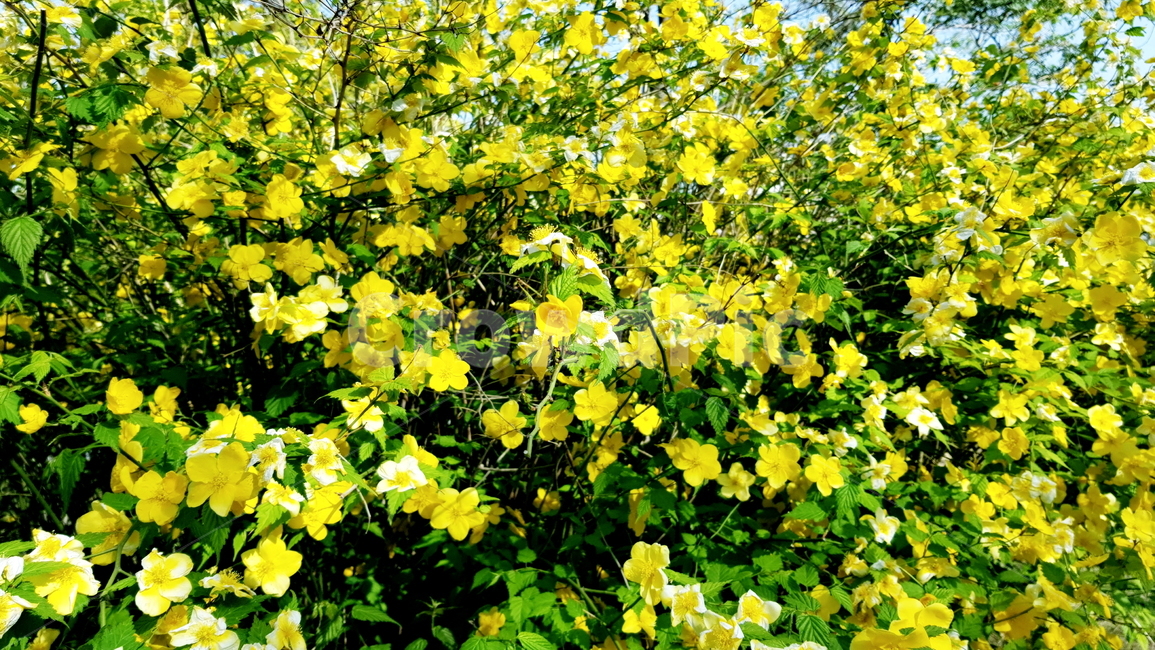 노란꽃,예쁜꽃,꽃모음,꽃들,꽃가지,식물,자연,plants,nature,꽃,flower