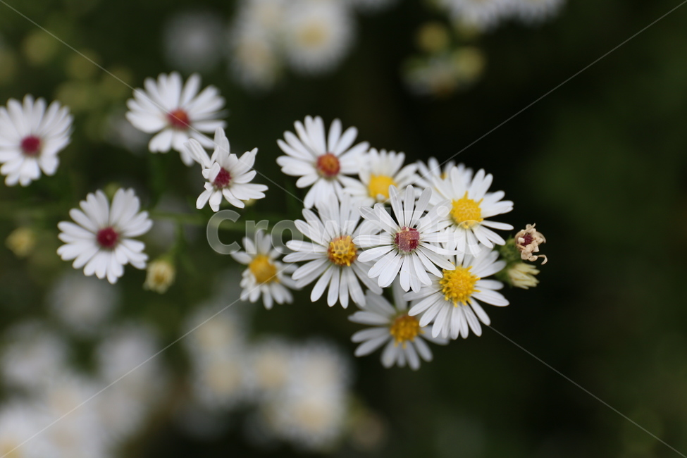 plant,식물,데이지,꽃,flower,식물,자연,plants,nature,꽃,flower