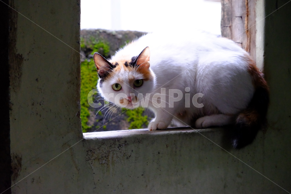 고양이,어미고양이,시선,눈,하얀고양이,동물,고양이수염,동물,animal,포유류,mammal,고양이,cat,kitten,kitty