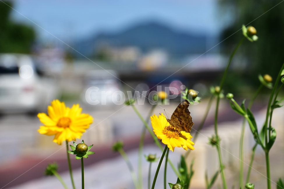 배경,아름다운,하늘,자연,꽃,나비,길,산책,background,beautiful,sky,nature,flower,butterfly,way,walk,동물,animal,곤충,벌레,insect,bug