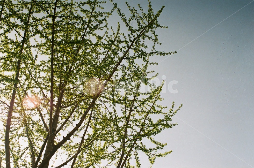 봄,자연,나무,spring,감성,힐링,계절,season,봄,계절,spring,season,식물,자연,plants,nature,나무,trees,wood,휴식,힐링,rest,relaxation,healing,plant