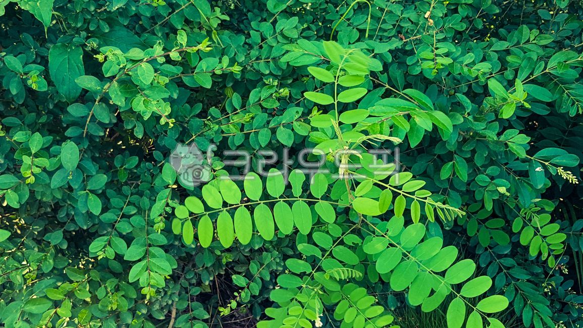 잎, 식물, green, 녹색, plant, 사진,이미지,일러스트,캘리그라피 - 초록요정 레이첼작가