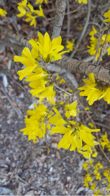 꽃,flower,근접,생화,야생화