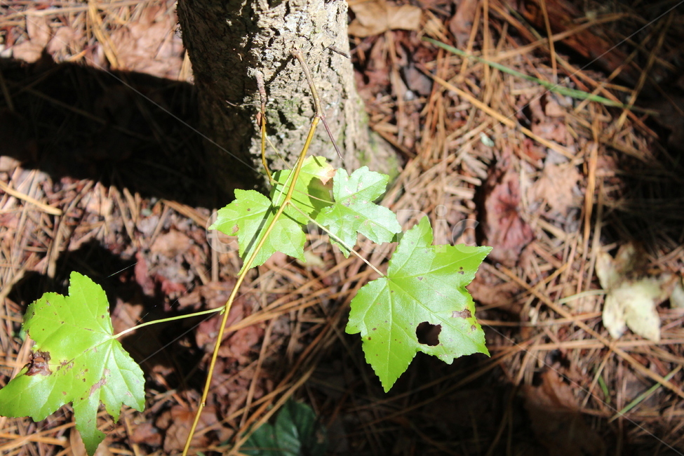 자연,풀,초록색,나뭇잎,plant,식물,leaf,잎,tree,나무