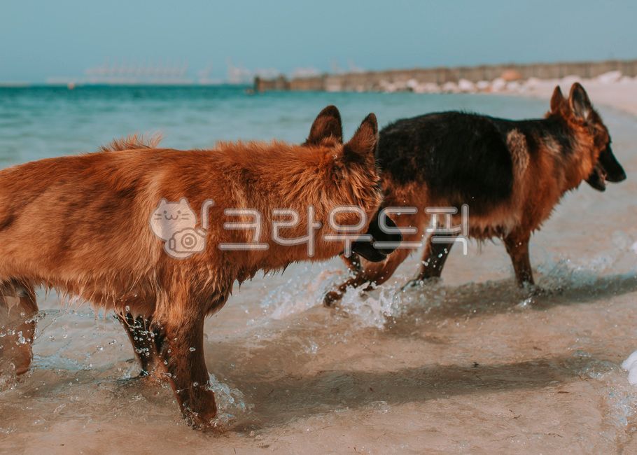 강아지,개,반려견,맹견,독일셰퍼드,germanshepherd,동물,dog,pet,애완동물