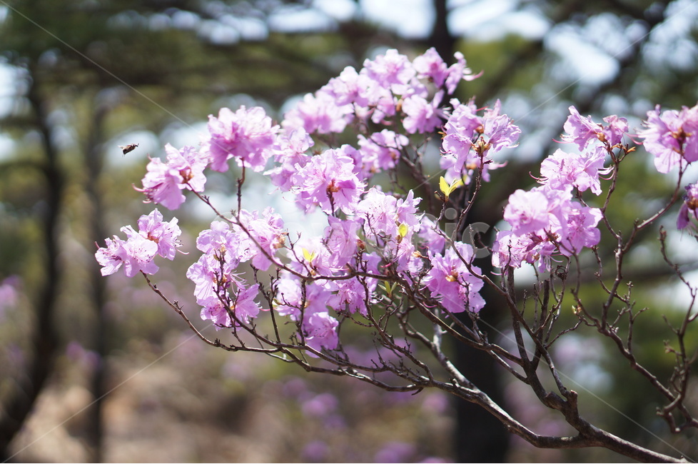 진달래,핑크,봄,낮,빛,봄,계절,spring,season,식물,자연,plants,nature,꽃,flower,plant,blossom