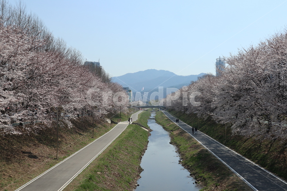 꽃,벚꽃,산책길,벚꽃길,벚꽃나무,식물,blossom,flower