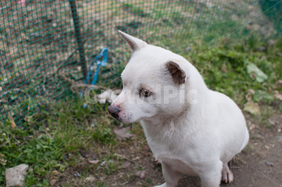 강아지,반려견,동물,개,발바리,동물,animal,포유류,mammal,개,강아지,dog,doggy