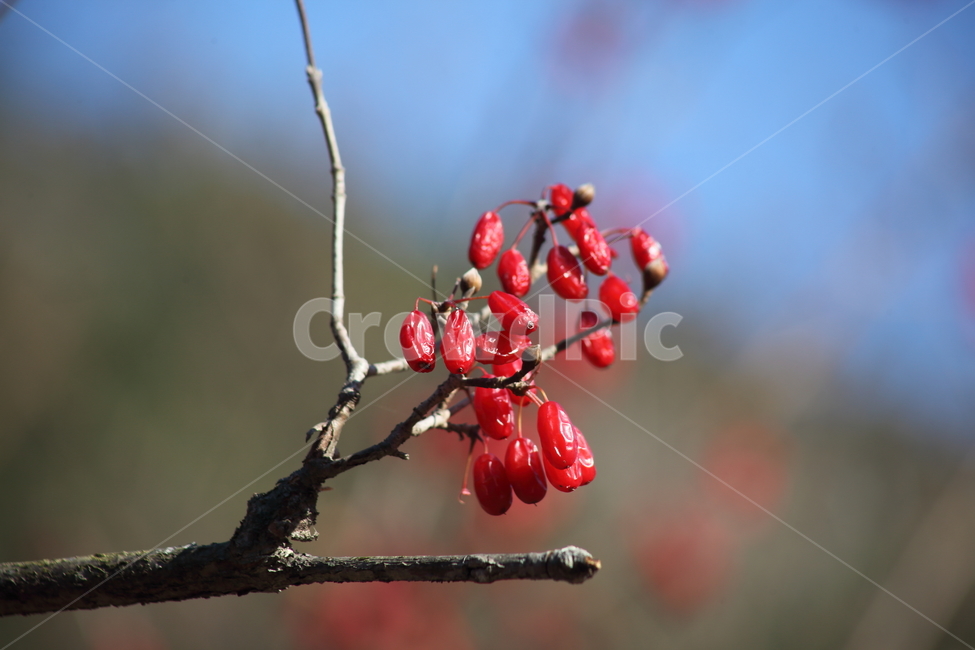 산수유,열매,빨강,가을,japanesecorneliancherry,식물,자연,plants,nature,과일,열매,fruit