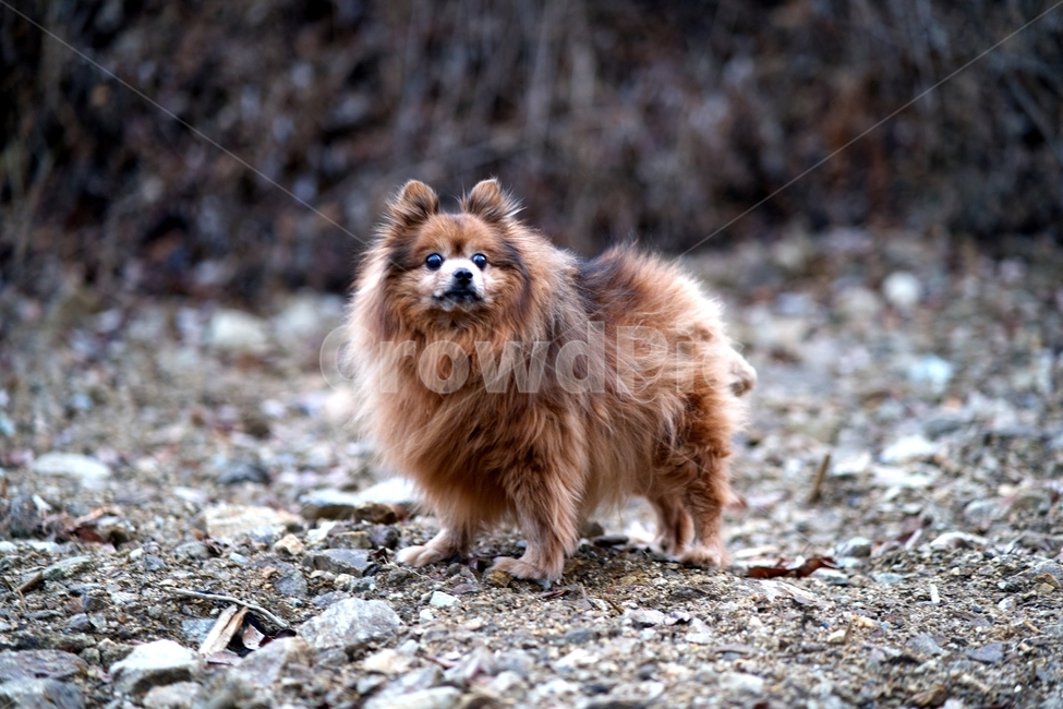 강아지,개,포메라니안,야외,dog,outdoors,갈색강아지,동물,animal,포유류,mammal,개,강아지,dog,doggy