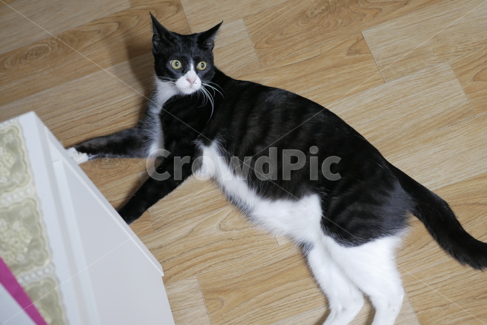 고양이,동물,반려동물,애완동물,cat,pet,동물,animal,포유류,mammal,고양이,cat,kitten,kitty