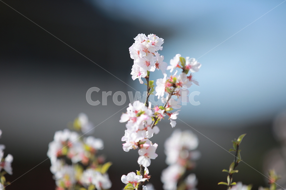 벚꽃,봄,새싹,하늘,벚꽃놀이,꽃,맑음,오막삼,캐논,5dmark3,봄,계절,spring,season,식물,자연,plants,nature,꽃,flower,plant
