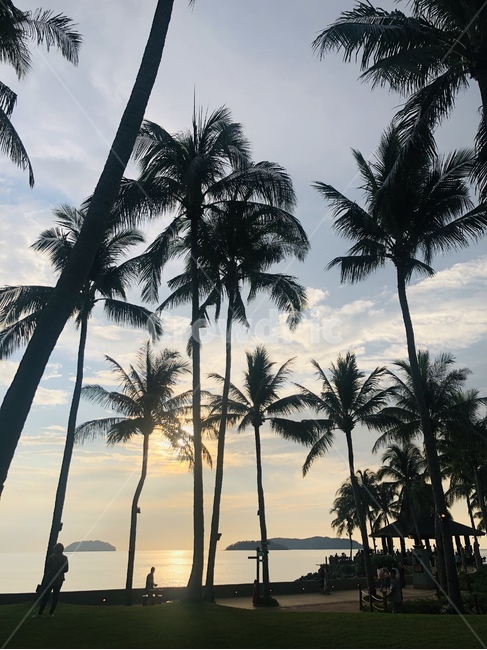 summer,여름,human,인간,야자수,palmtree,arecaceae,plant,나무,tree,식물,자연,풍경,nature,landscape
