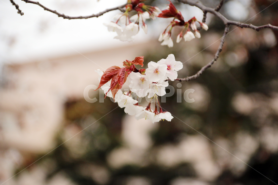 일본,가고시마,벚꽃,개화기,사쿠라,봄,봄,계절,spring,season,자연,풍경,nature,landscape,식물,plants,꽃,flower,plant