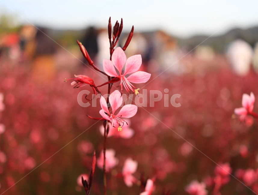 양주,나리공원,꽃,꽃구경,홍접초,바늘꽃,가우라,자연,식물,plant,flower,nature
