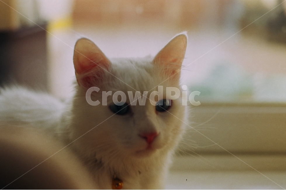 고양이,터키쉬앙고라,동물,cat,animal,반려묘,stare,동물,animal,포유류,mammal,고양이,cat,kitten,kitty