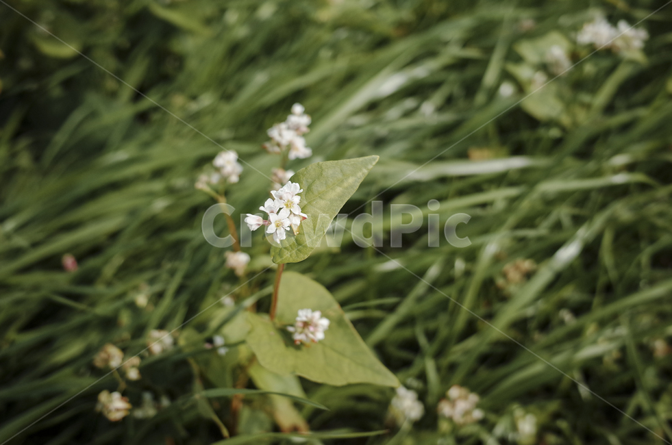 field,들,nature,자연,flower,blossom,plant,식물,메밀꽃,white,whiteflower,흰,흰꽃,하얀꽃,green,들판,푸른,초록