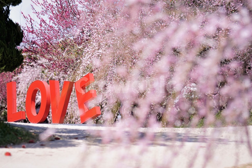 봄,꽃,매화꽃,자연,식물,나무,핑크,따뜻함,풍경,계절,nature,spring,season,tree,pink,flower,봄,계절,spring,season,자연,풍경,nature,landscape,plant