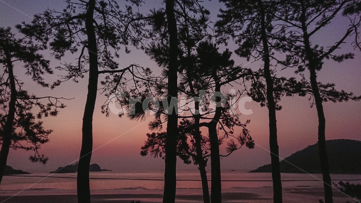 바다,노을,나무,자연,실루엣,silhouette,nature